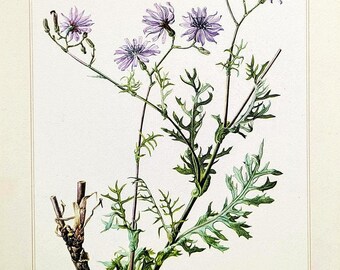 May include: An antique botanical illustration of a plant with multiple purple flowers and green leaves. The plant's stem is brown, and the background is white. The text "BLAUER LATTICH - Lactuca perennis" is at the bottom.