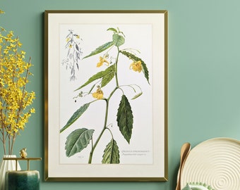 Himalayan balsam original print from 1959 vintage poster medicinal plant botanical illustration