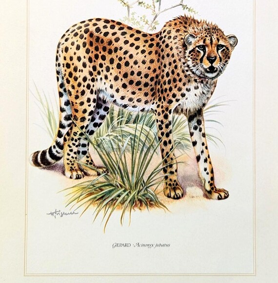 リトグラフ 絵 動物 楽天市場 動物 アニマル 石版画 リトグラフ 版画