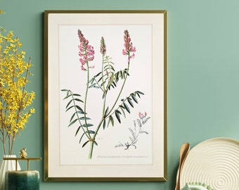 Sainfoin original print from 1959 vintage poster fodder plant botanical illustration