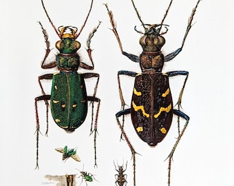 Sandlaufkäfer Vintage Insekten Druck von 1961 Käfer originale Illustration antike Lithographie mit Passepartout