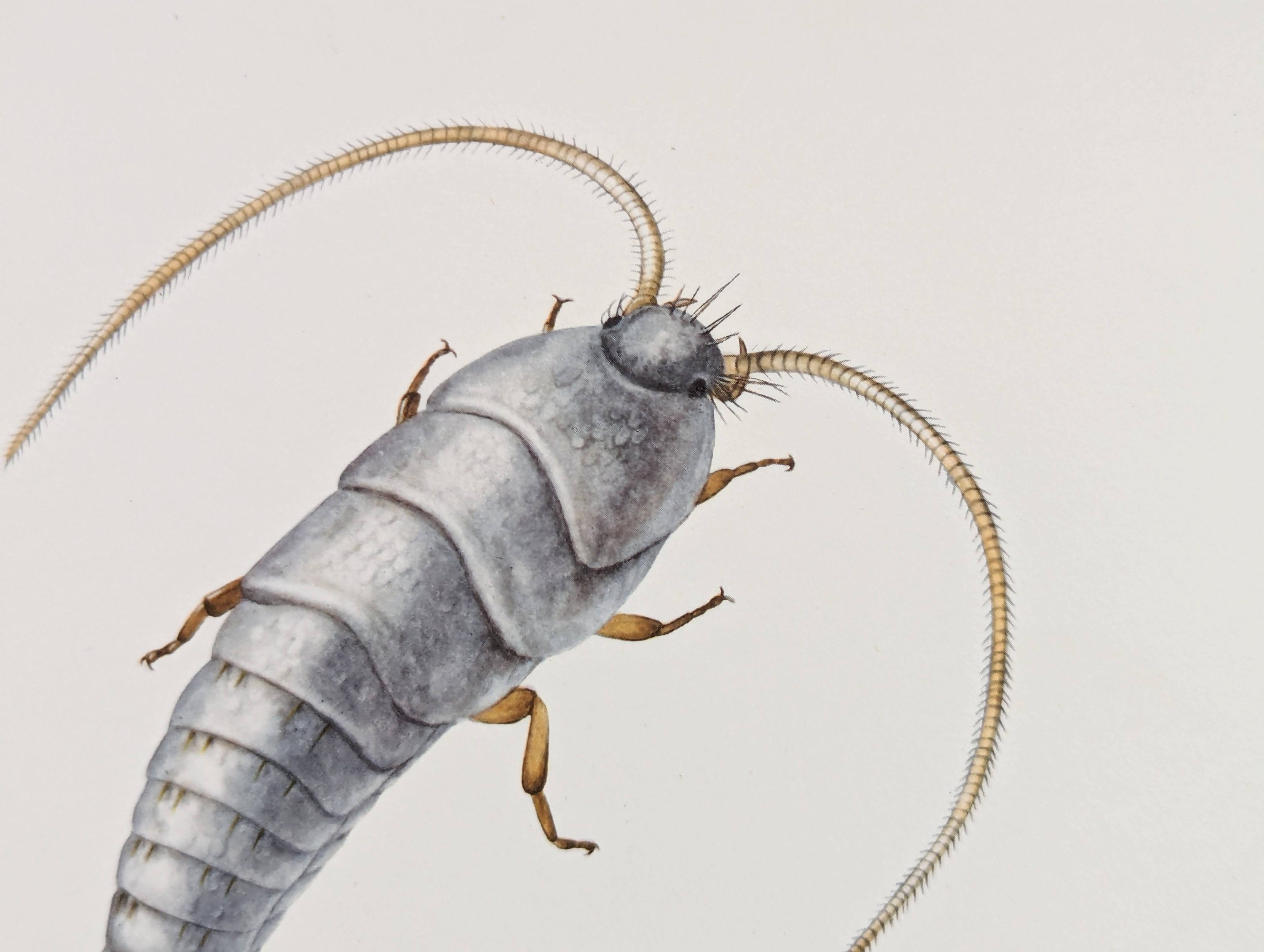 Silverfish Original Print From 1956 Vintage Poster Urine Insects Old ...