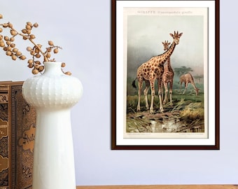 Litografia antica giraffe del poster vintage del 1893, illustrazione originale degli animali selvatici