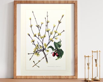 Cornelian cherry original print from 1959 vintage poster cherry botanical illustration