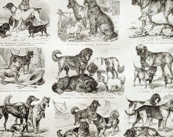 Dog breeds antique animal print from 1897 vintage lithograph dogs original illustration Pug Great Dane Newfoundland