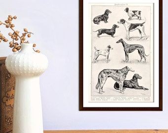 Chien races impression originale de 1927 affiche vintage chiens lithographie lévrier