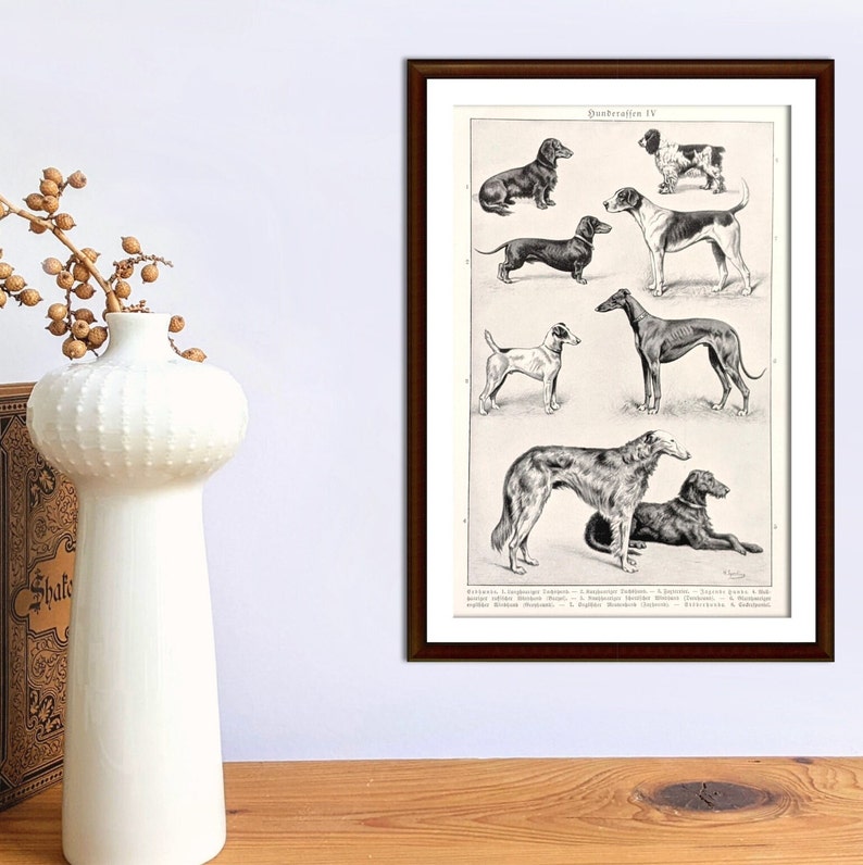 Dog breeds original print from 1927 vintage poster dogs lithograph greyhound image 1