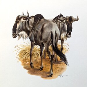 Könnte beinhalten: Eine detaillierte Illustration von zwei Gnus in Grau-, Braun- und Beigetönen. Die Tiere stehen in einer grasbewachsenen, trockenen Umgebung. Das Kunstwerk hat einen Vintage-Stil mit sichtbaren Pinselstrichen und Schattierungen.