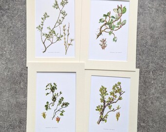 May include: Four botanical prints featuring detailed illustrations of plant branches with leaves and flowers. Each print is set within a cream-colored mat, creating a classic presentation. The artwork showcases a variety of green and brown hues.