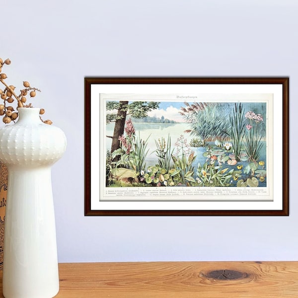 Aquatic plants antique lithograph from 1927 vintage poster original botanical illustration water lilies