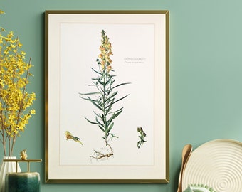 Toadflax original print from 1959 vintage poster medicinal plant botanical illustration