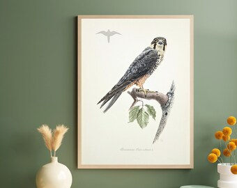 Tree Falcon original print from 1952 vintage poster bird of prey old illustration