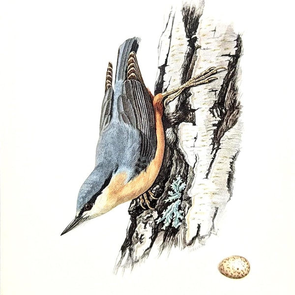Nuthatch vintage bird print from 1952, songbird, antique lithograph, wild bird, original illustration with passe-partout