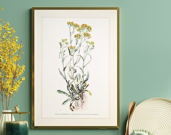 Sand-Everflower original print from 1959 vintage poster medicinal plant botanical illustration