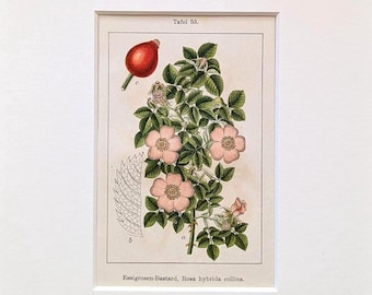 Flora Deutschlands