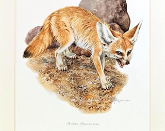 Wüstenfuchs Vintage Tier Druck von 1959 Fennek originale Lithographie Wildtiere antike Illustration mit Passepartout