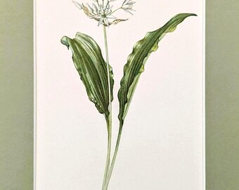 May include: Botanical illustration of a wild garlic plant, featuring a slender stem with a cluster of small white flowers. Two long, green leaves with detailed veining extend from the base, set against a white background. The artwork is framed with a soft green border.