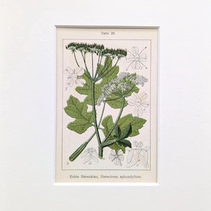 Bear&#39;s breech antique plant print from 1905 original lithograph medicinal plant botanical illustration vintage image wild herbs