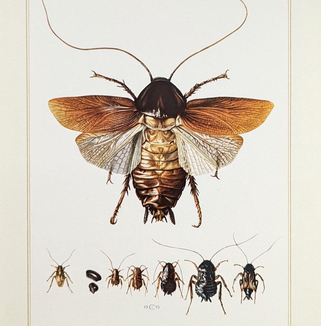 Cockroach Vintage Insect Print From 1956 Cockroach Original ...