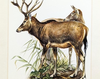 Tiere