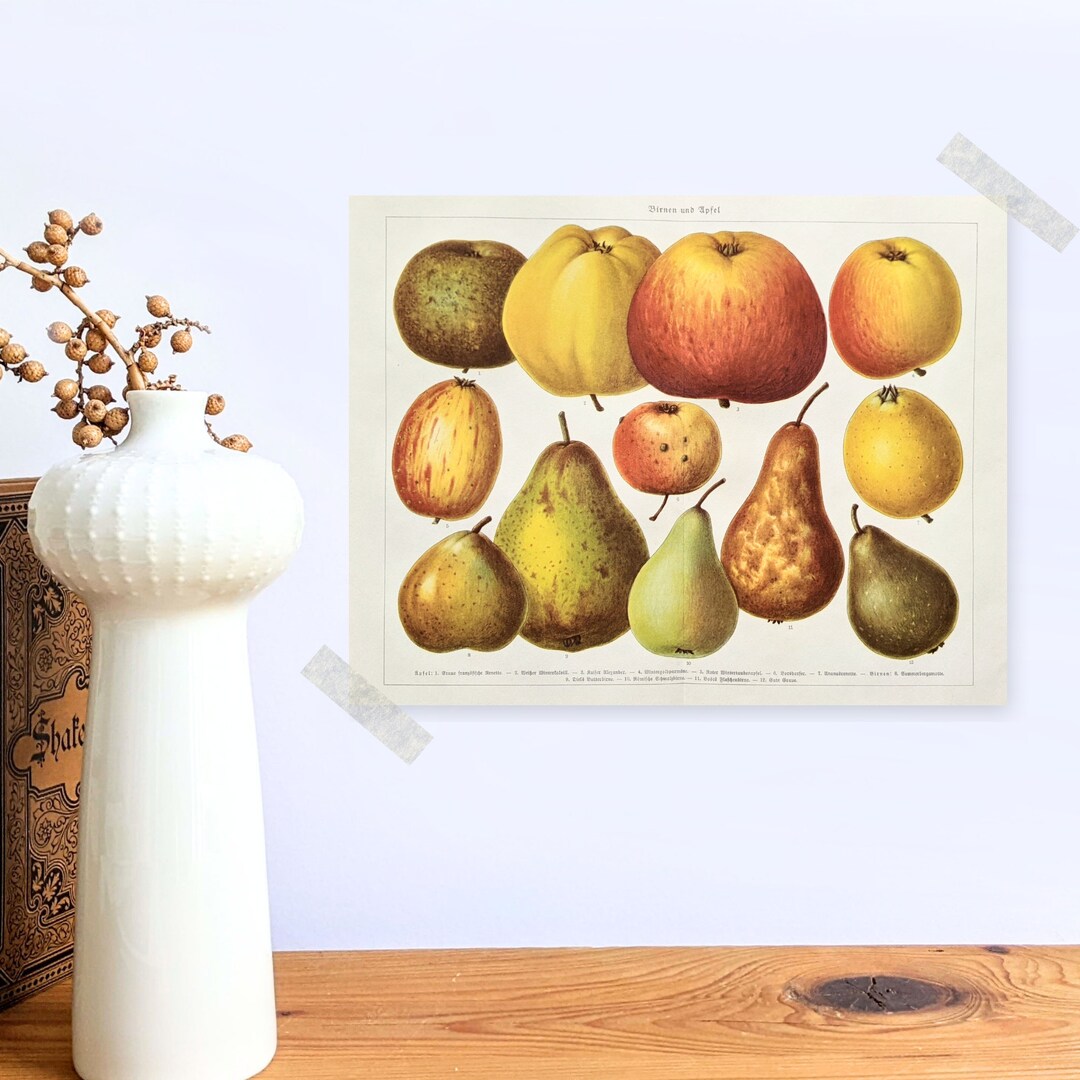 Apples and Pears Original Lithograph From 1927 Vintage Poster Pome ...