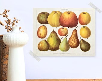 Lithographie originale de pommes et de poires de 1927 affiche vintage fruits à pépins vieille illustration