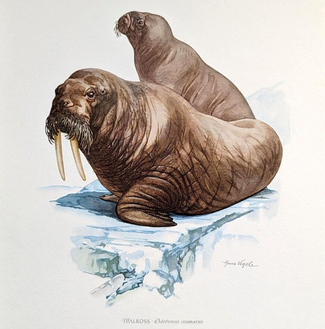 Walrus Vintage Animal Print From 1959 Seal Original Lithograph Marine ...