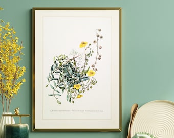 Gelbes Sonnenröschen originaler Druck von 1959 vintage Poster Wildblumen botanische Illustration