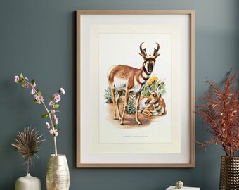 Stampa originale Pronghorn del poster vintage del 1959 vecchia illustartion della fauna selvatica