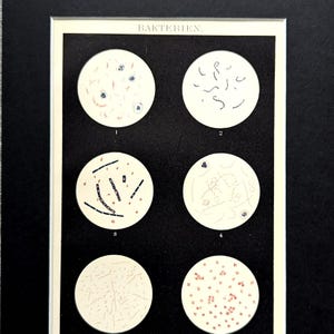 May include: An antique print showing six circular illustrations of bacteria under a microscope. The title "BAKTERIEN" is printed at the top. Each circle contains detailed drawings of different bacterial forms, with various shapes and colours.