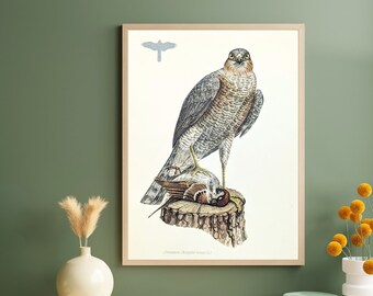 Sparrowhawk original print from 1952 vintage poster bird of prey old illustration