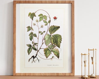 Stoneberry original print from 1959 vintage poster wild plants botanical illustration