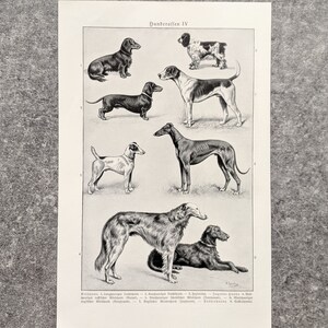 Dog breeds original print from 1927 vintage poster dogs lithograph greyhound image 4