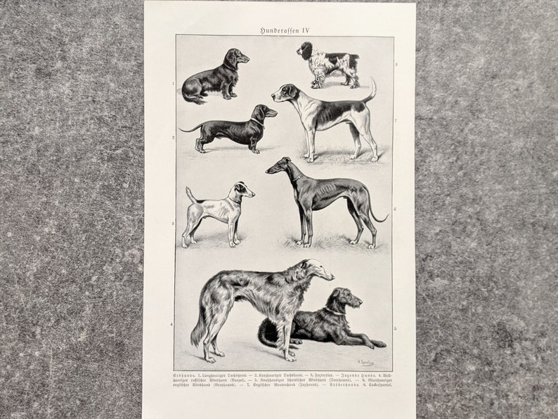 Dog breeds original print from 1927 vintage poster dogs lithograph greyhound image 4