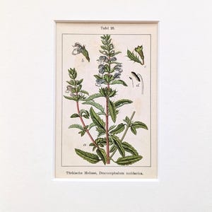 Turkish lemon balm antique plant print from 1905 original lithograph medicinal plant botanical illustration wild herbs