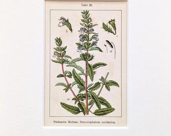 Flora Deutschlands