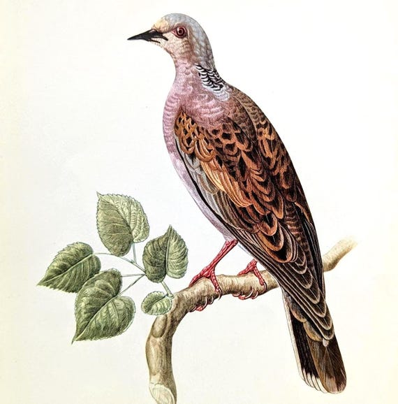 鳩　　17952 Turtle Dove Vintage Bird Print From 1952 Pigeon Original
