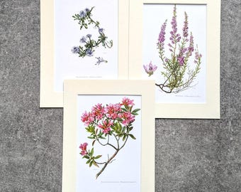 May include: Three framed botanical prints featuring detailed illustrations of flowering plants. The prints showcase a variety of blooms in shades of pink, purple, and blue, set against a white background within cream-colored mats.
