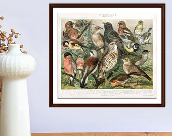 Singvögel antike Lithographie von 1897 vintage Poster original Vogelarten alte Illustration