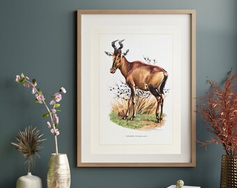 Hartebeest Hartebeest original print from 1959 vintage poster antelope old illustration