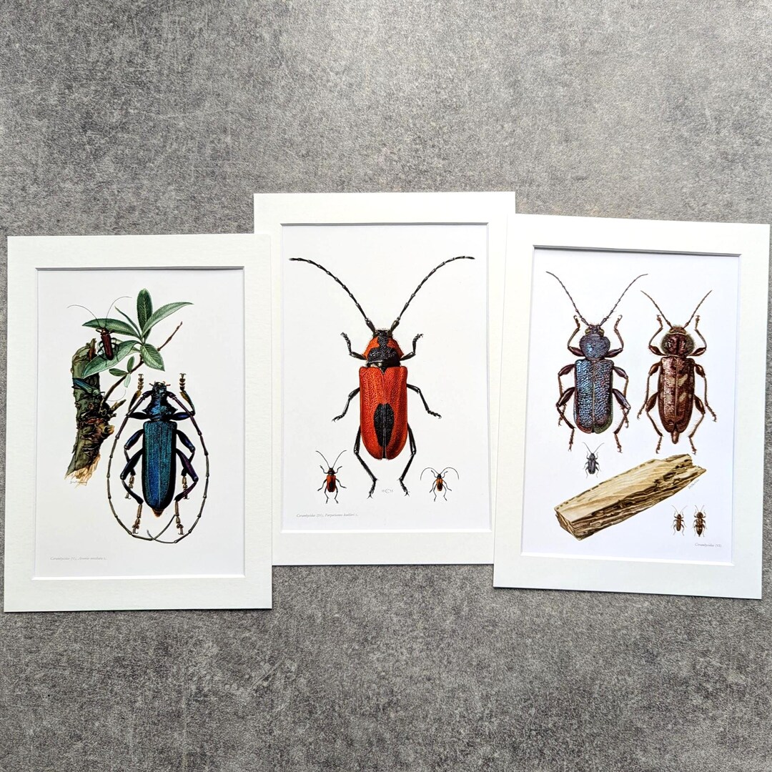 Set of 3 Vintage Insect Prints From 1961, Beetles, Original Lithographs ...