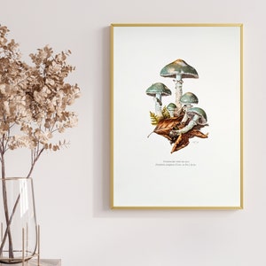 Verdigris Träuschling botanical print from 1959 vintage poster original edible mushroom illustration