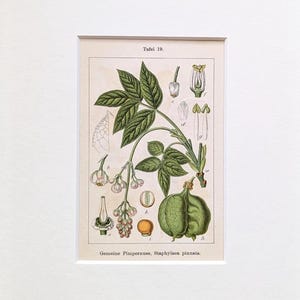 Bladdernut, antique plant print from 1905, original lithograph, edible wild plant, botanical illustration with passe-partout