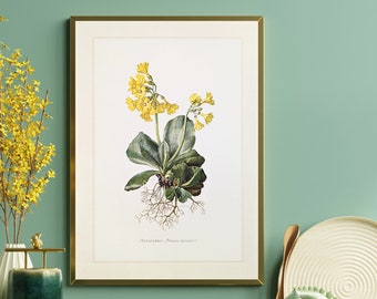 Auricula original print from 1959 vintage poster medicinal plant botanical illustration