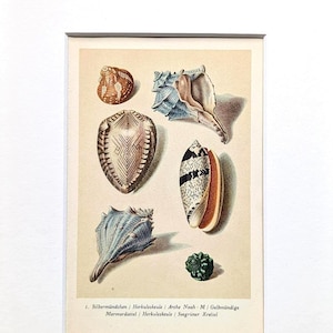 Könnte beinhalten: Ein Vintage-Druck mit detaillierten Illustrationen verschiedener Muscheln in Braun-, Blau- und Cremetönen. Der Druck zeigt eine Vielzahl von Muschelformen und -größen und unterstreicht die natürliche Schönheit des Meereslebens. Der Druck ist gerahmt.