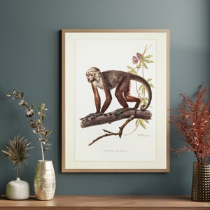 Capuchin monkey original print from 1959 vintage poster primates old illustration image 1