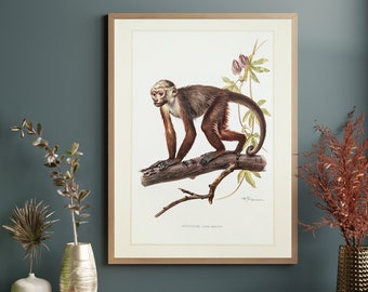 Impression originale de singe capucin de 1959 affiche vintage primates vieille illustration