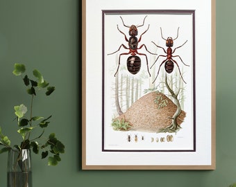 Red wood ant original print from 1961 vintage poster insects old illustration