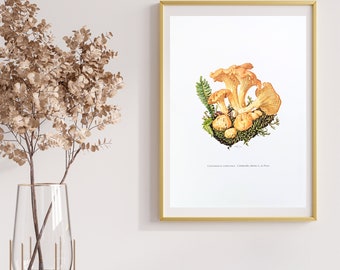 Chanterelles botanical print from 1959 vintage poster original edible mushroom illustration