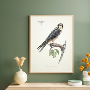 Könnte beinhalten: Ein gerahmter Druck mit einer detaillierten Illustration eines Falken, der auf einem Ast mit grünen Blättern sitzt. Der Vogel hat graue und braune Federn. Der Druck ist in einem hellen Holzrahmen und hängt an einer grünen Wand.